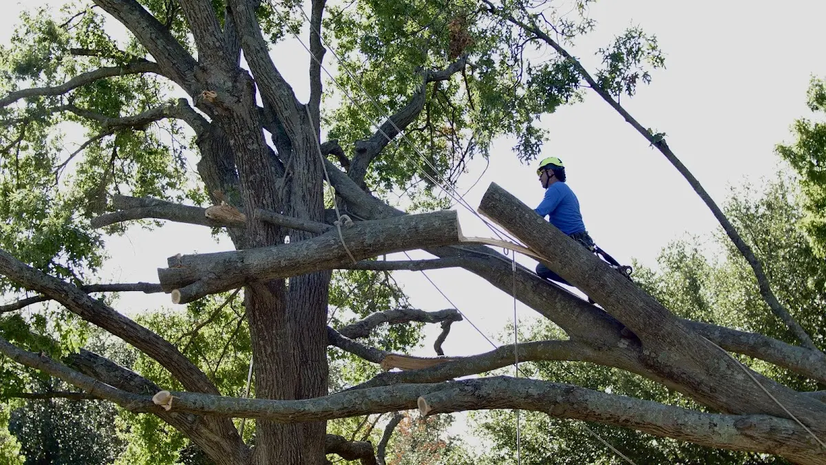 Professional Crown Thinning performed by certified arborists in Braselton