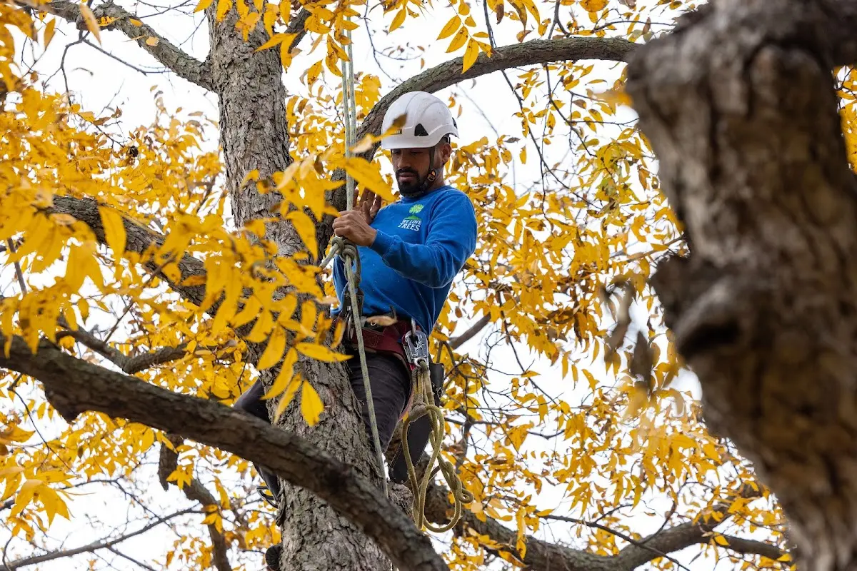 Skilled Tree Pruning crew working in Braselton