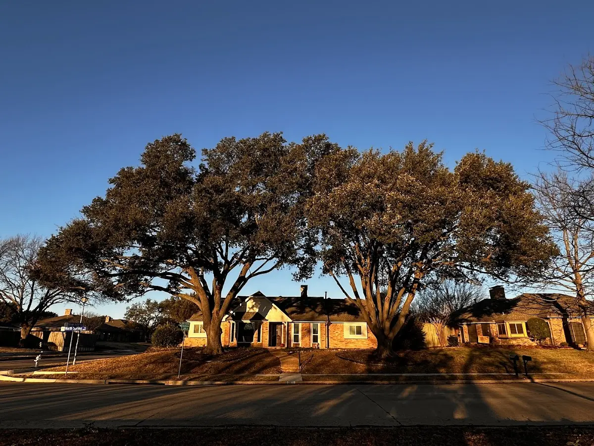 Established residential canopy tree shading a home in Braselton